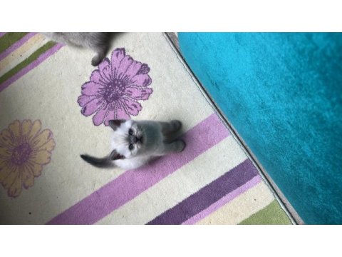 2 aylık yavru kedimize yeni yuva arıyoruz