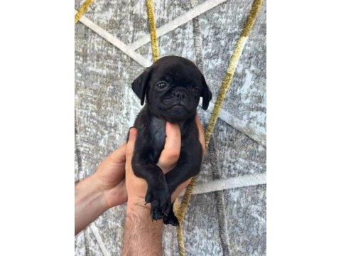 Siyah dişi pug yavruları