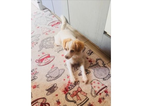 Kızıma (dişi köpeğime) bakabilecek bir aile