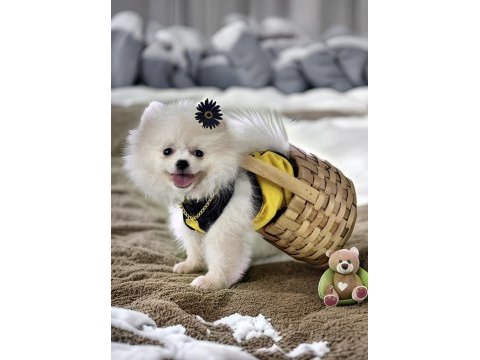 Antalyada 3 aylık erkek ve dişi pomeranian boo