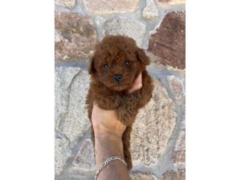 Toy poodle safkan yavrular