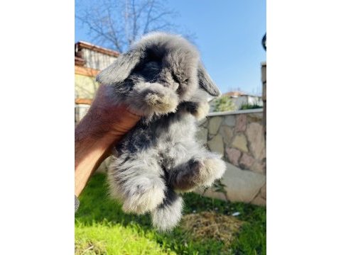 Teddy lop tavşanı yavrular sahiplendirilecek