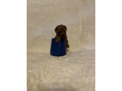 Teacup mikro poodle bebeklerimiz