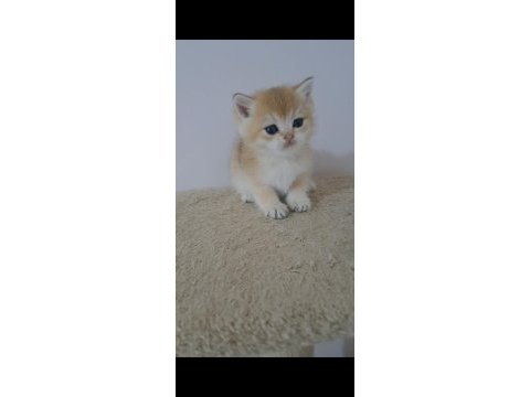 British shorthair golden erkek