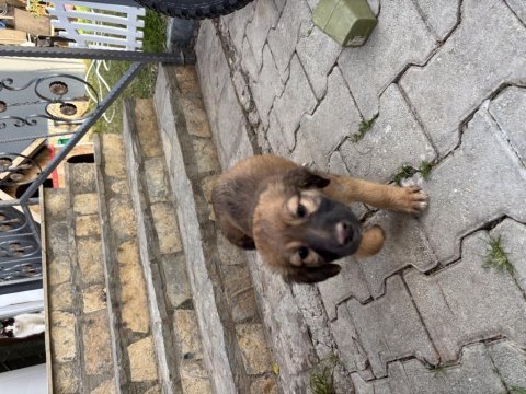 1 ocak doğumlu bakımlı yavru köpekler