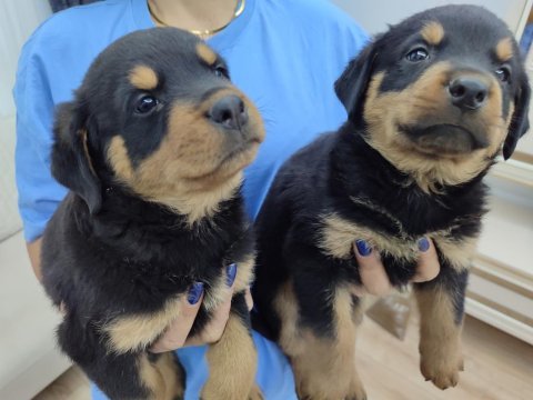 Orjinal safkan erkek dişi rottweiler yavru