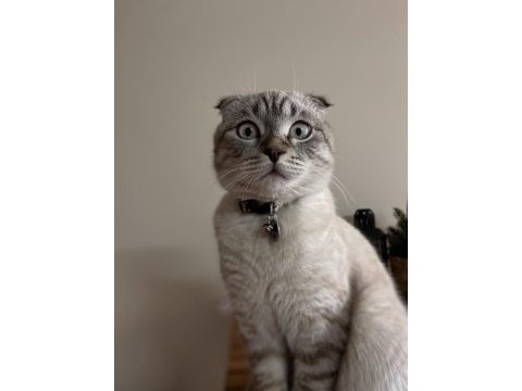 Scottish fold blue point oğluma eş arıyoruz