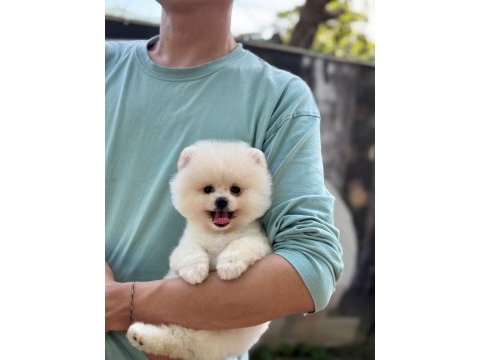 Show kalite pomeranian boo yavrular