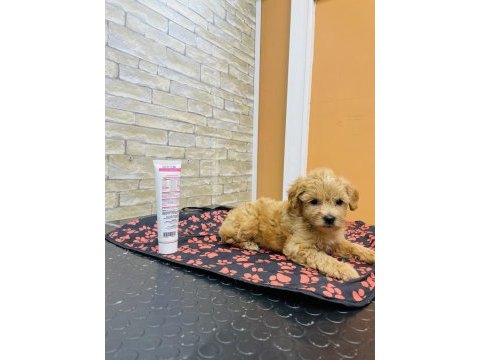 Orjinal mini boy maltipoo yavrular