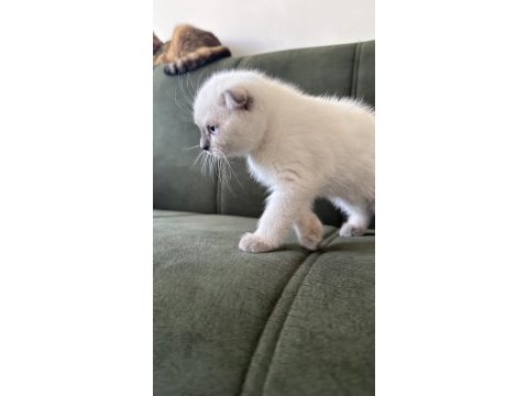 Yakışıklı paşalarım scottish fold
