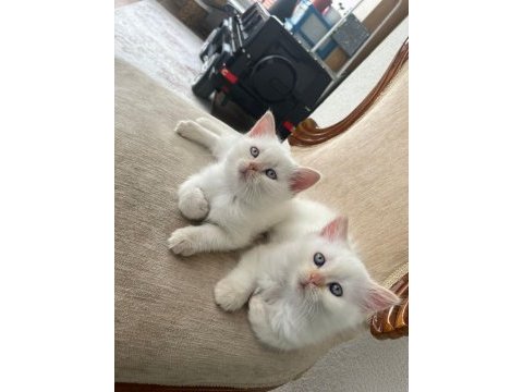 British shorthair yavrularımıza ömürlük yuva arıyorum