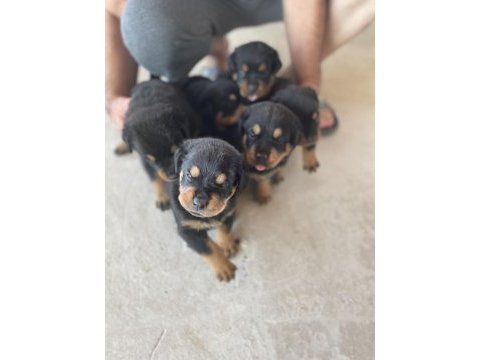 Erkek ve dişi rottweiler yavrular