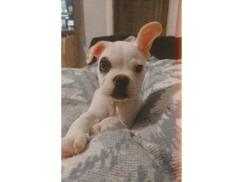 French bulldog (korsan)
