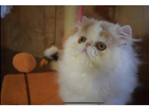 Exotic longhair mavi ve göz ve odd eyes taşıyıcı