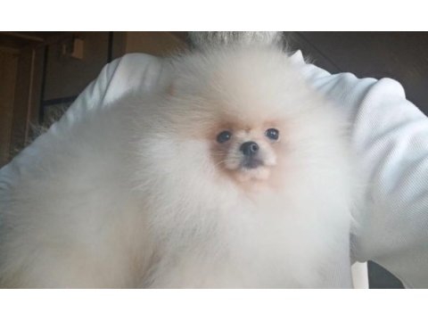 Orijinal pomeranian boo