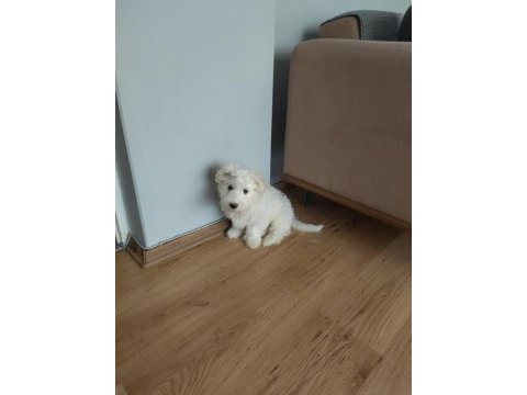 Erkek 4 aylık terrier