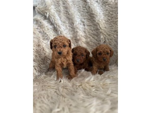 2 aylık kore poodle bebekler