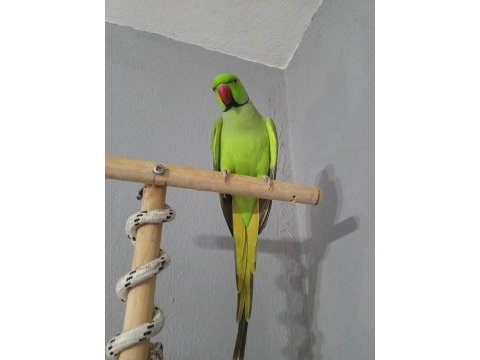Evcil pakistan papağanımız