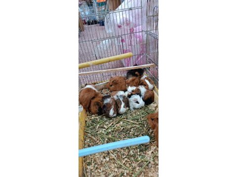 Yavru ginepig - gine tavşanı