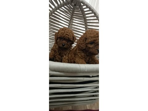 Toy poodle sahiplendiriliyor