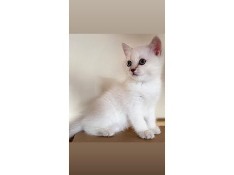 Son british shorthair yavru