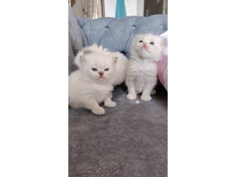 Özel olmak isteyenlere ragdoll yavrular