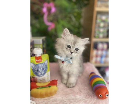 Chinchilla kuzum yeni ailesi için hazır