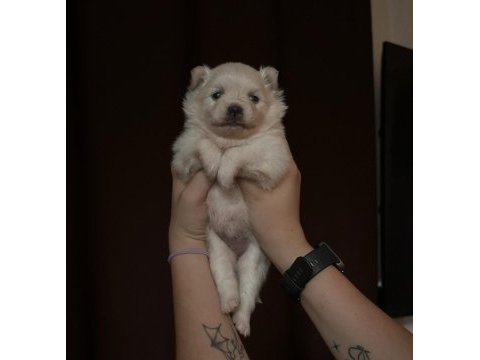 Şirinliği ile büyüleyen pomeranian boo yavrular