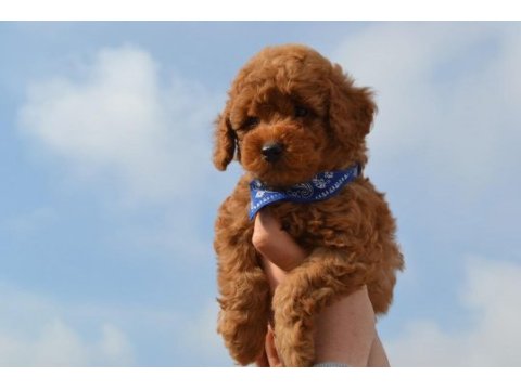 Eğitimli toy poodle yavrular