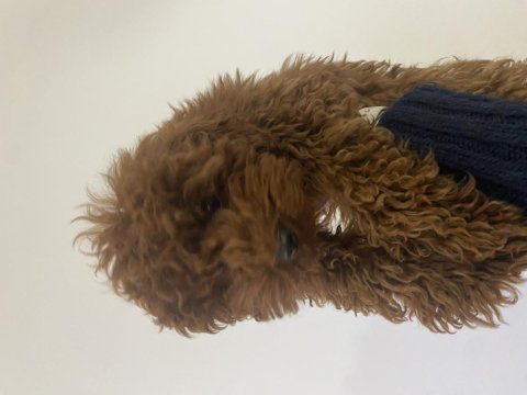4 aylık dişi toy poodle