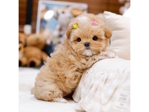 Safkan toy poodle bebeklerimiz