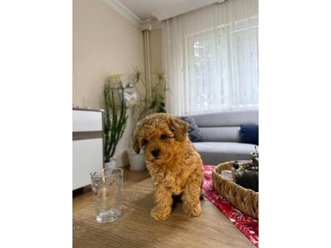Kore poodle yavru