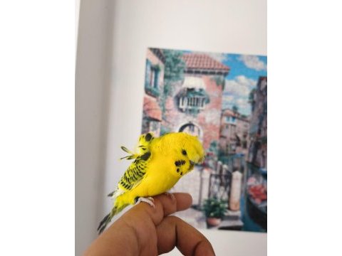 Konuşan muhabbet kuşu gold teksas japones