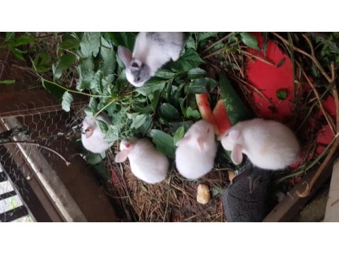 9 tane yavru tavşan aslan baş var karışık cins