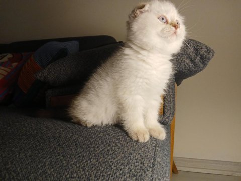 Safkan koca kafa maviş gözlü yavru scottish fold
