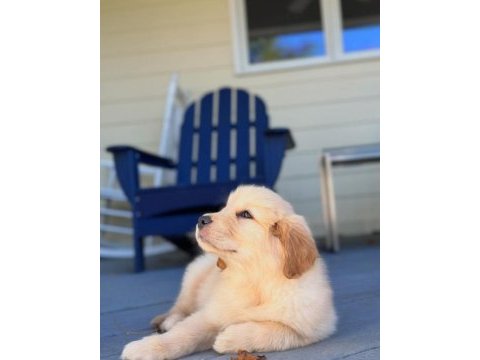 Poncik golden retriever yavrular