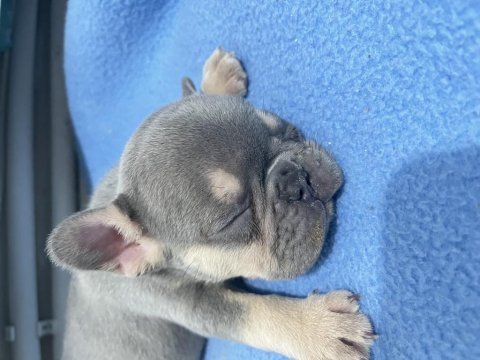 Yavru köpeğimizi sahiplendirme