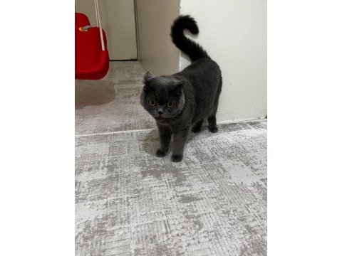 Scottish fold kedisi