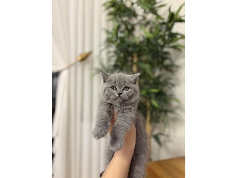 Brıtısh shorthair dinya güzeli yavrularım 