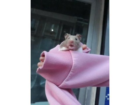 Suriye cinsi hamster