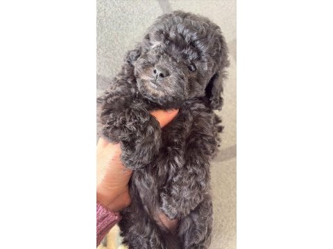 Safkan silver poodle yavruları özel renk