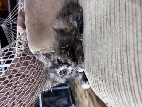 Geleceğin kraliçe adayları minik maine coon prensesler