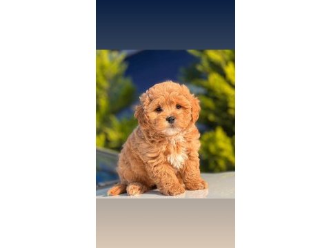 Irk ve sağlık garantili maltipoo bebekler