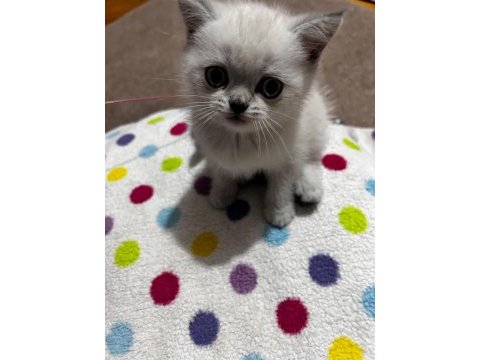Yavru british shorthair kedilerimiz sahiplendirilecek