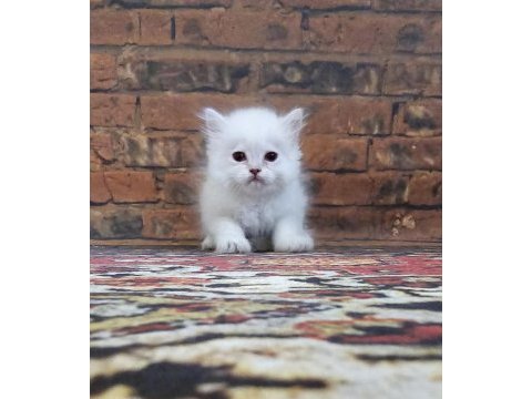 British longhair golden kedim 1,5 aylık