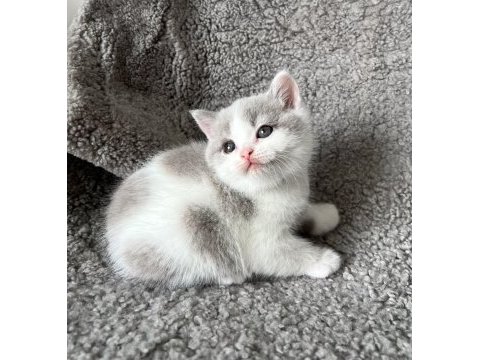 Lilac bicolor solid erkek british bebekler