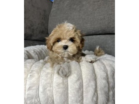 Kore teacup maltipoo aşılı eğitimli yavrular