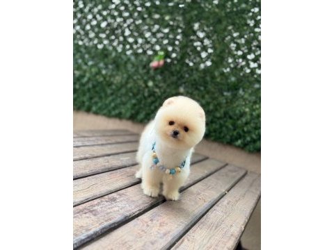 Show kalite pomeranian boo yavrular