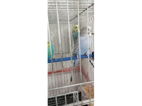 Muhabbet kuşu erkek kızgın