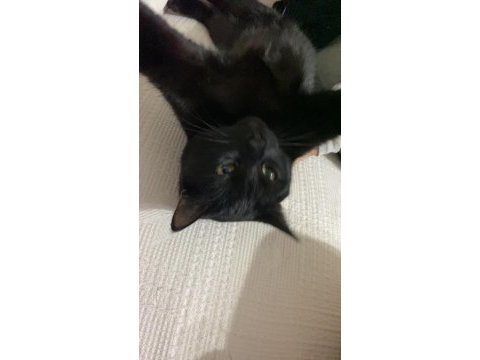 Siyah kız kedimiz ev arıyor